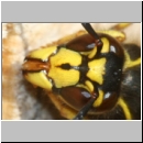 Dolichovespula media - Mittlere Wespe m01b.jpg